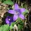  Alain Bigou - Campanula glomerata subsp. glomerata