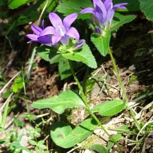 Photographie n°197409 du taxon Campanula glomerata subsp. glomerata