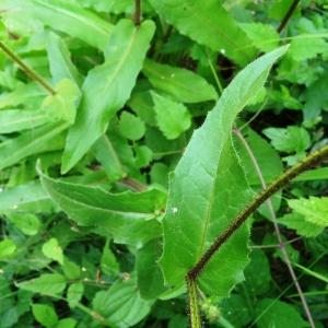 Photographie n°197426 du taxon Picris hieracioides subsp. hieracioides