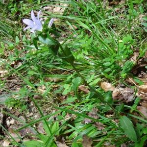 Photographie n°197435 du taxon Campanula glomerata subsp. glomerata 