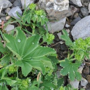  - Alchemilla vulgaris L. [1753]