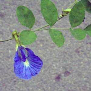 Photographie n°197459 du taxon Clitoria ternatea L.