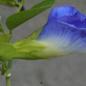 Photographie n°197461 du taxon Clitoria ternatea L.