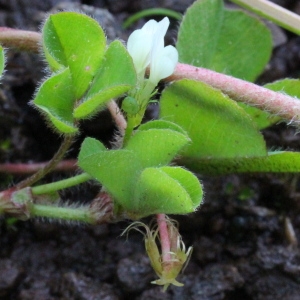 Photographie n°197515 du taxon Trifolium subterraneum L. [1753]