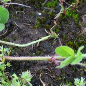 Photographie n°197523 du taxon Trifolium subterraneum L. [1753]