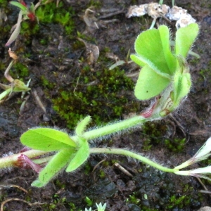 Photographie n°197532 du taxon Trifolium subterraneum L. [1753]