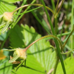 Photographie n°197543 du taxon Fragaria viridis Weston [1771]