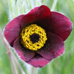 Pulsatilla vulgaris subsp. rubra – synthese – eFlore – Tela Botanica