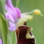  Marie  Portas - Ophrys fuciflora (F.W.Schmidt) Moench [1802]