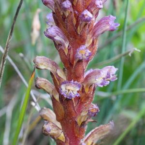 Orobanche cernua Loefl. (Orobanche penchée)