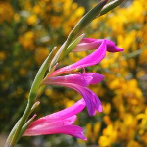 Photographie n°197619 du taxon Gladiolus italicus Mill.