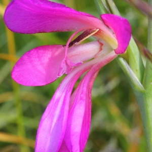 Photographie n°197621 du taxon Gladiolus italicus Mill.