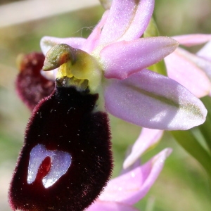  - Ophrys aurelia P.Delforge & Devillers-Tersch. [1989]