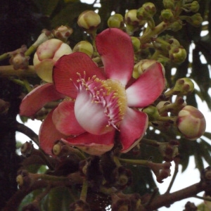 Photographie n°197633 du taxon Couroupita guianensis Aubl.