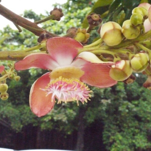 Photographie n°197640 du taxon Couroupita guianensis Aubl.