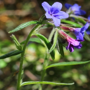 Photographie n°197644 du taxon Buglossoides purpurocaerulea (L.) I.M.Johnst.