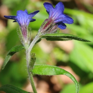 Photographie n°197670 du taxon Buglossoides purpurocaerulea (L.) I.M.Johnst.