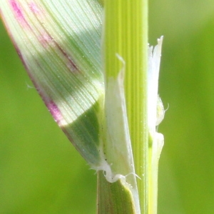  - Avenula pubescens (Huds.) Dumort.