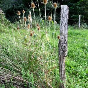 Photographie n°197696 du taxon Dipsacus fullonum L. [1753]