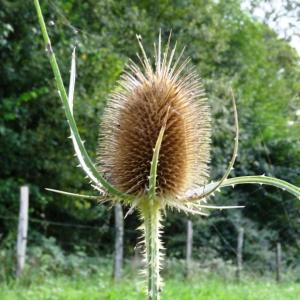 Photographie n°197697 du taxon Dipsacus fullonum L. [1753]