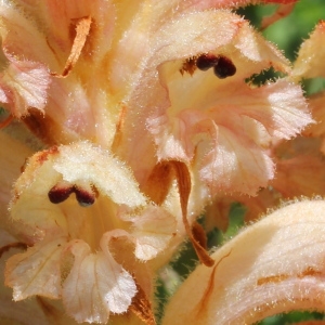 Orobanche vulgaris Poir. (Orobanche à odeur d'oeillet)