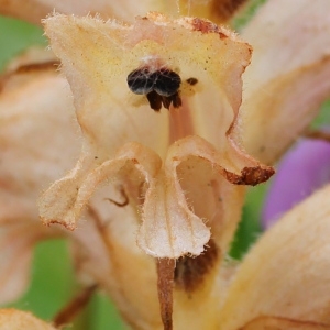  - Orobanche caryophyllacea Sm. [1798]