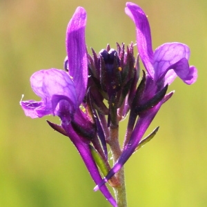 Linaria pelisseriana (L.) Mill. (Linaire de Pélissier)