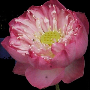 Photographie n°197768 du taxon Nelumbo nucifera Gaertn.