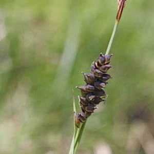 Photographie n°197786 du taxon Carex panicea L.