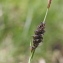  Marie  Portas - Carex panicea L.