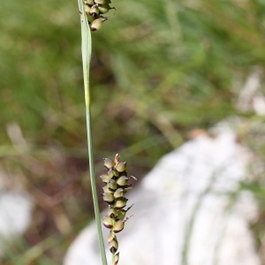  - Carex panicea L.