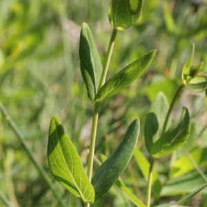 Photographie n°197792 du taxon Hypericum richeri Vill. [1779]