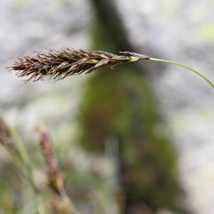 Photographie n°197796 du taxon Carex frigida All.