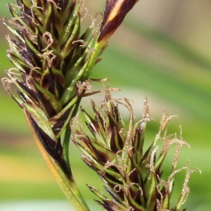 Carex frigida var. flavescens H.Christ (Laiche des frimas)