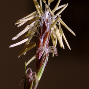 Carex humilis Leyss. [1758] (Laiche basse)