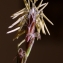  Daniel K - Carex humilis Leyss. [1758]