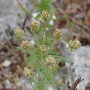 Photographie n°197844 du taxon Plantago afra L. [1762]