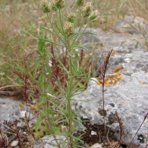 Photographie n°197845 du taxon Plantago afra L. [1762]