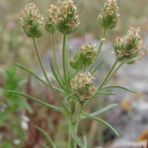 Photographie n°197846 du taxon Plantago afra L. [1762]