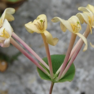 Caprifolium implexum (Aiton) Dum.Cours. (Chèvrefeuille des Baléares)