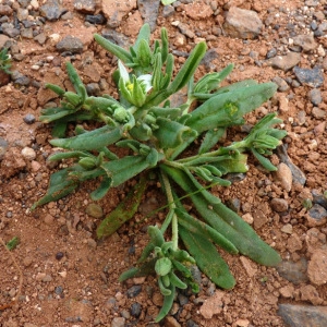 Aizoanthemum hispanicum (L.) H.E.K.Hartmann