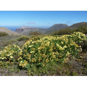 Argyranthemum maderense (D.Don) Humphries