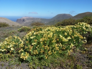 Ans Gorter, le  2 février 2013 (Lanzarote, iles Canaries (guinate))