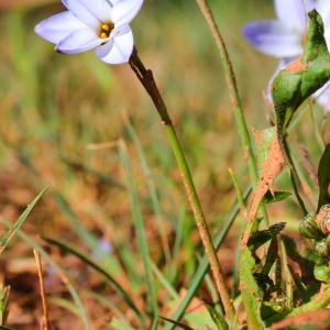 Photographie n°197878 du taxon Ipheion uniflorum (Lindl.) Raf. [1837]