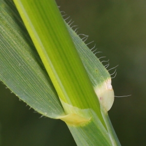  - Avena sativa subsp. fatua (L.) Thell.