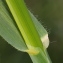  Marie  Portas - Avena sativa subsp. fatua (L.) Thell.