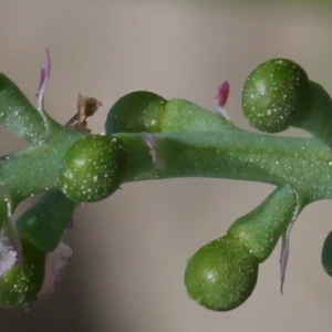  - Fumaria densiflora DC. [1813]