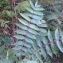  Pierre Bonnet - Ailanthus altissima (Mill.) Swingle [1916]