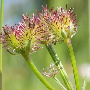 Photographie n°197953 du taxon Caucalis platycarpos L.