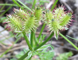 Marie  Portas, le 26 mai 2013 (Saint-Andéol-de-Berg)